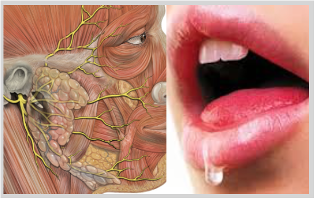 Novas descobertas podem conduzir a melhor o tratamento para problemas de boca seca