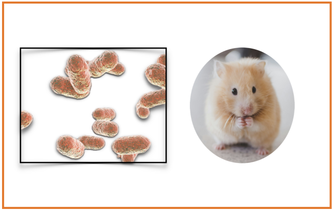 Investigação  verifica que bactérias orais aceleram o desenvolvimento de cancro do pâncreas em ratos